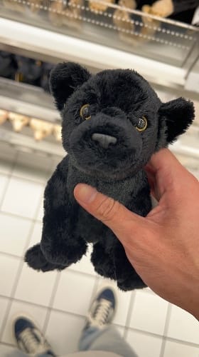 旋风菠萝猫