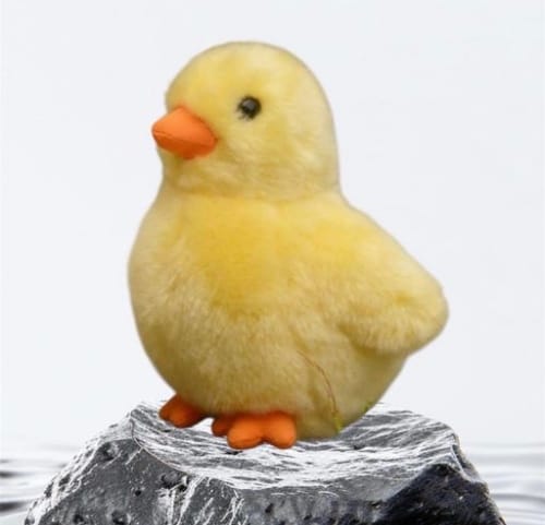 小雞叔叔🐔